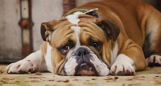Lessons from the Traveling Dog