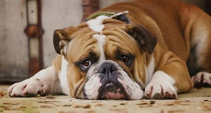 Lessons from the Traveling Dog